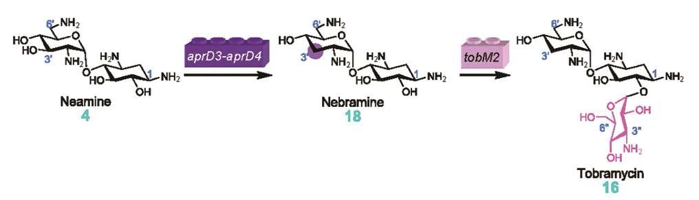 Tobramycin의 생합성 과정
