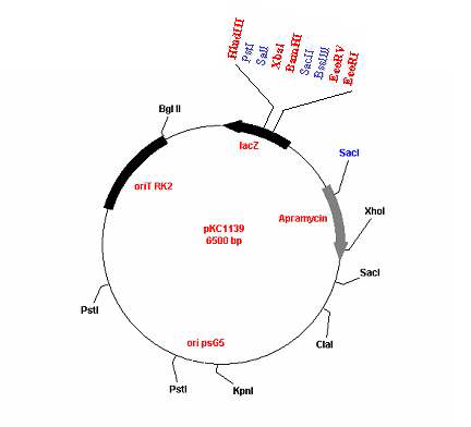 pKC1139 벡터 구조