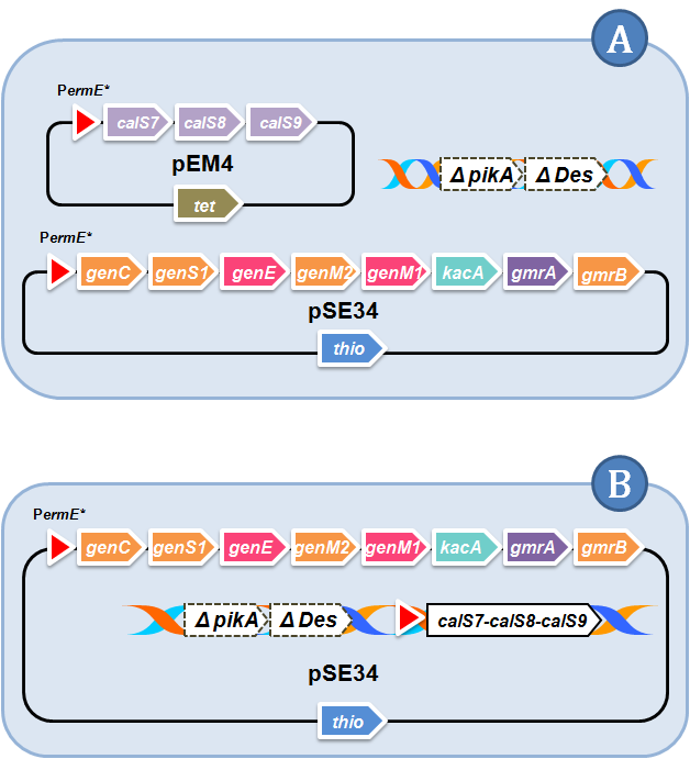 Gentamicin A2 생합성 유전자들과 UDP-xylose 생산 유전자들의 동시 발현 시스템