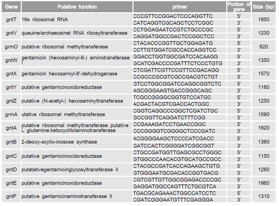 Gentamicin 생합성 관련 유전자들의 예상 기능 및 PCR 수행 시 사용한 primer