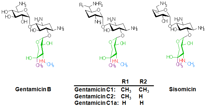 Gentamicin과 sisomicin의 구조 비교