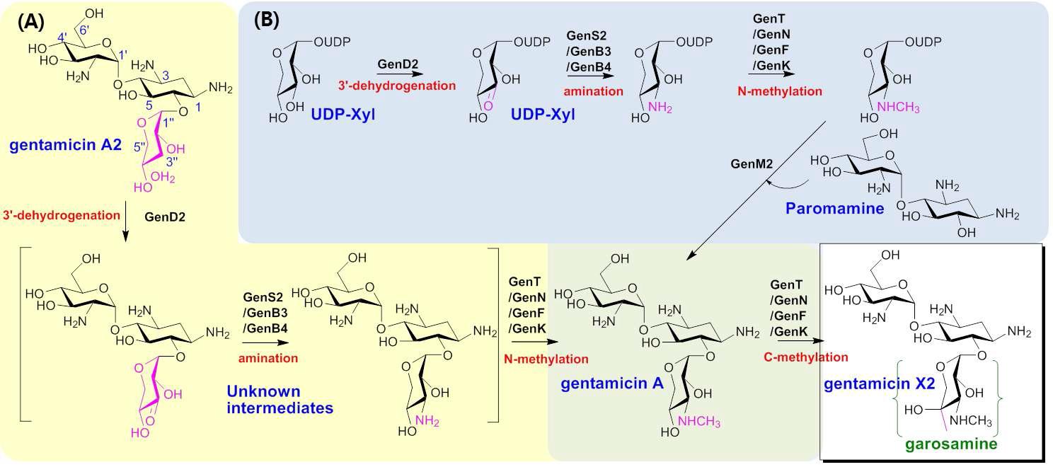 Gentamicin X2의 예상 생합성경로 (붉은색으로 표시된 부분은 미규명된 과정임, 각 단계의화학구조변화는 분홍색으로 표시하였음)