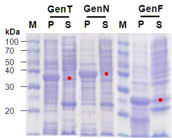 3종의 methyltransferase 단백질의 발현 양상 (M; marker, S; supernatant, P; pellet) 3종의 methyltransferase 단백질의 발현 양상 (M; marker, S;supernatant, P; pellet)