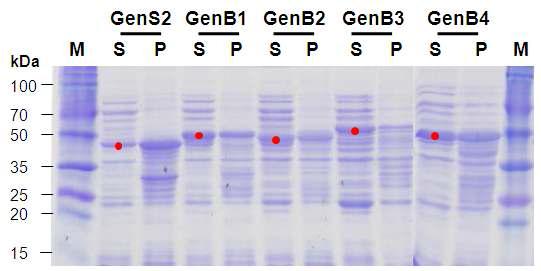 5종의 aminotransferase 단백질의 발현 양상 (M; marker, S; supernatant, P; pellet)