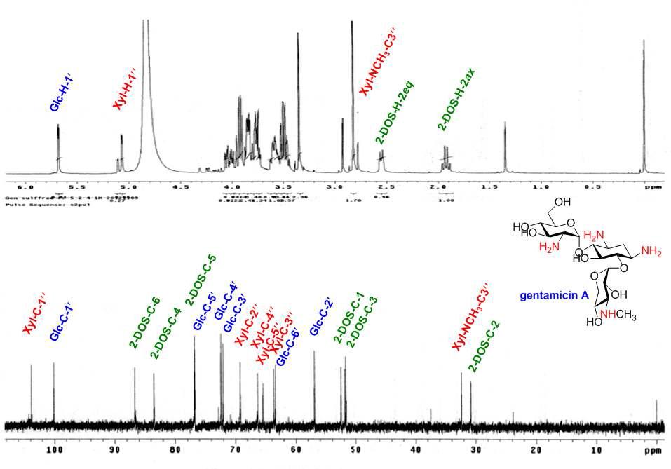 분리된 Gentamicin A의 1H(500 MHz) 및 13C(125 MHz)-NMR spectra 및 구조식