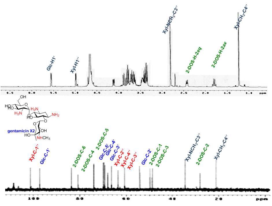 분리된 Gentamicin X2의 1H(500 MHz) 및 13C(125 MHz)-NMR spectra 및 구조식