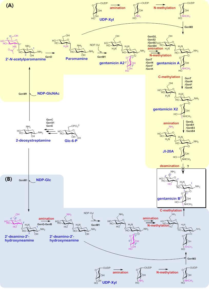 Gentamicin B의 예상 생합성경로