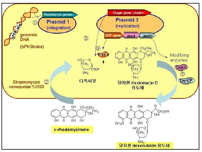 당치환 polyketide 유도체 생산을 위해 구축한 방선균 당전이 시스템