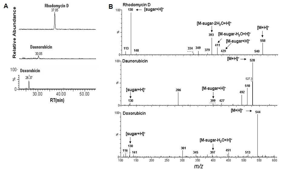 Rhodomycin D, da(uAn)orubicin, doxorubicin의 HPLC-ESI-MS 크로마토그램 및 MS/MS 스펙트럼 (B)