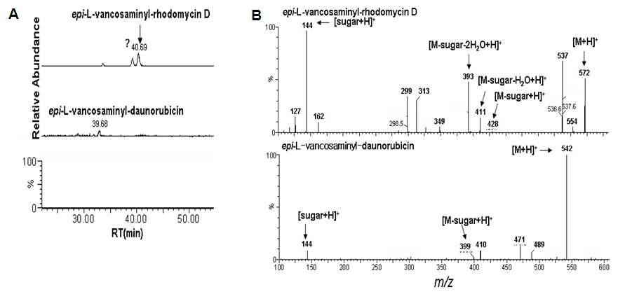 epi-L-vancosaminyl-rhodomycin D과 epi-L-vancosaminyl-daunorubicin의HPLC-ESI-MS 크로마토그램 (A) 및 MS/MS 스펙트럼 (B)