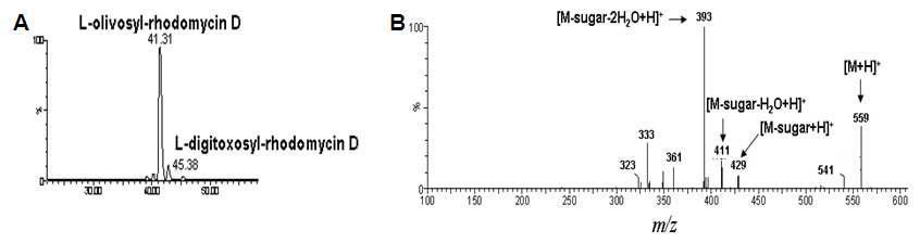 L-olivosyl-rhodomycin D의 HPLC-ESI-MS 크로마토그램 (A) 및 MS/MS 스펙트럼 (B)