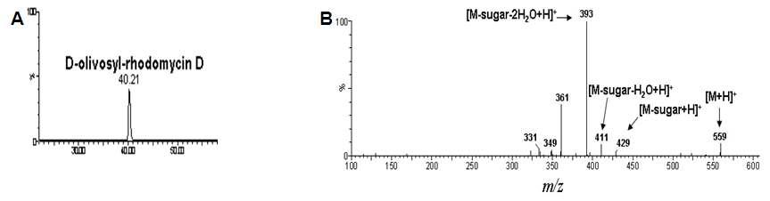 D-olivosyl-rhodomycin D의 HPLC-ESI-MS 크로마토그램 (A) 및 MS/MS 스펙트럼 (B)