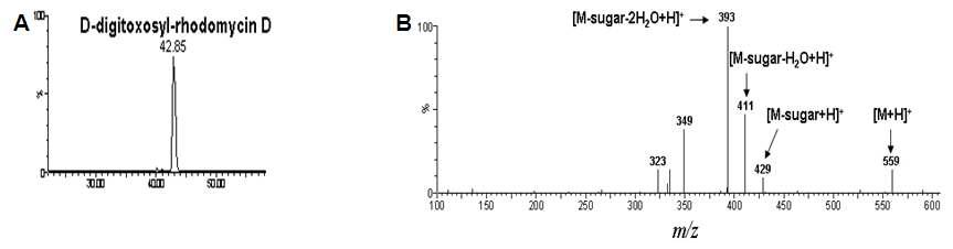 D-digitoxosyl-rhodomycin D의 HPLC-ESI-MS 크로마토그램 (A) 및 MS/MS 스펙트럼 (B)