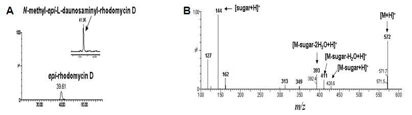 N-methyl-epi-L-daunosaminyl-rhodomycin D의 HPLC-ESI-MS 크로마토그램 (A) 및 MS/MS 스펙트럼 (B)