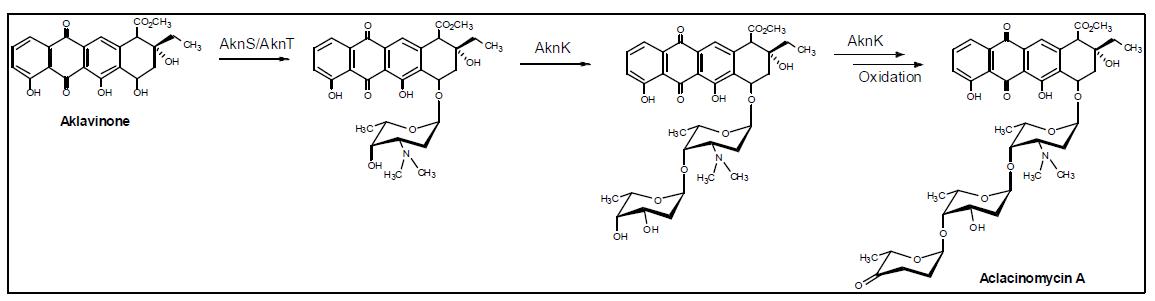 Aklacinomycin A의 생합성 경로