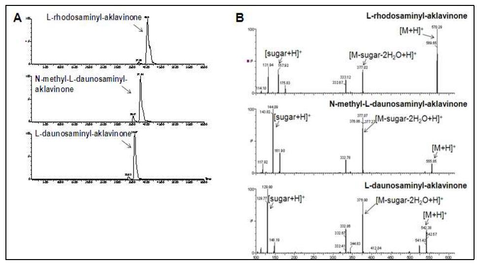 L-daunosamine, N-methyl-L-daunosamine, L-rhodosamine이 당전이 된aklavinone의 LC-MS chromatogram (A) 및 MS/MS spectrum (B)