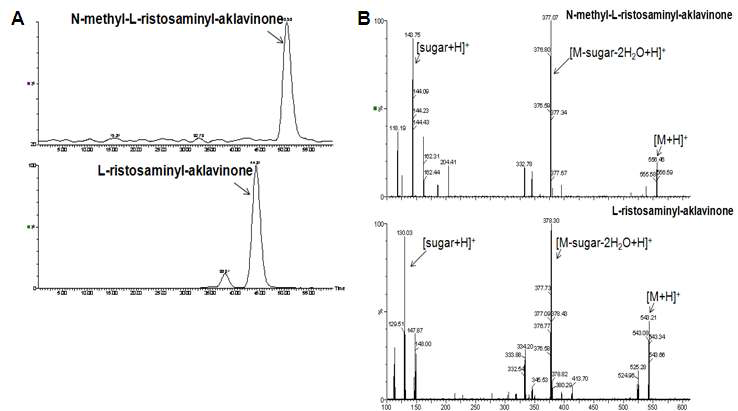 L-ristosamine, N-methyl-L-ristosamine이 당전이 된 aklavinone의 LC-MS chromatogram (A) 및 MS/MS spectrum (B)