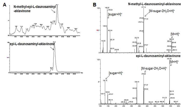 epi-L-daunosamine, N-methyl-epi-L-daunosamine이 당전이 된 aklavinone의 LC-MS chromatogram (A) 및 MS/MS spectrum (B)