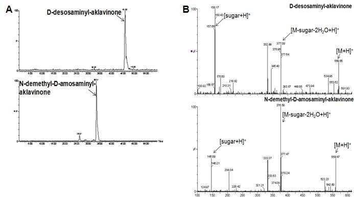 N-demethyl-D-amosamine, D-dososamine이 당전이 된 aklavinoneLC-MS chromatogram (A) 및 MS/MS spectrum (B)