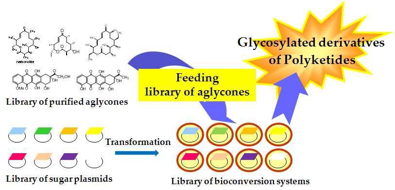 당치환 polyketide 유도체 생산을 위한 bioconversion 시스템