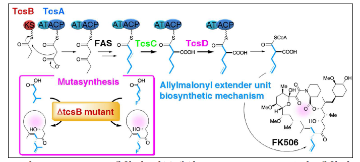 FK506 생합성 전구체인 allylmalonyl-CoA의 생합성 경로 및 mutasynthesis를 통한 새로운 FK506 유도체의 합성