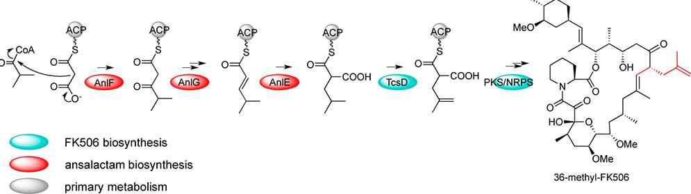 Extender unit 생합성 유전자의 조합·발현에 의한 FK506 유도체 생산의 예