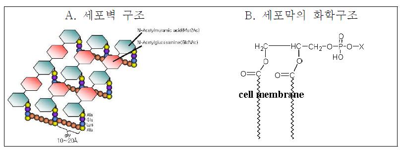 일반적인 박테리아의 세포벽 및 세포막 구조