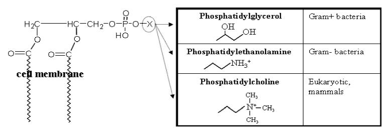 균주에 따른 phospholipid 말단 작용기의 종류