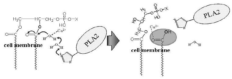 PLA2(Polypholipase A2) 반응 메카니즘