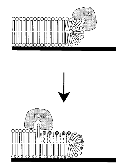 PLA2 반응 개시 단계 모식도