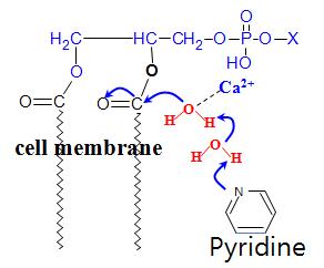 Pyridine을 사용한 PLA2 효소 유사반응 개념도