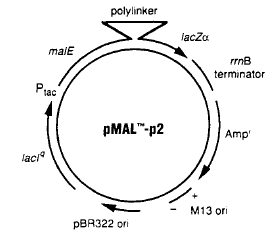 사용된 벡터인 pMAL-p2의 맵