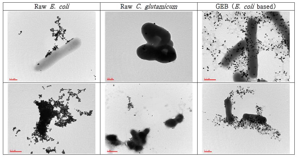 각 바이오매스에 부착된 Pt 나노입자의 Bio-TEM 관찰결과