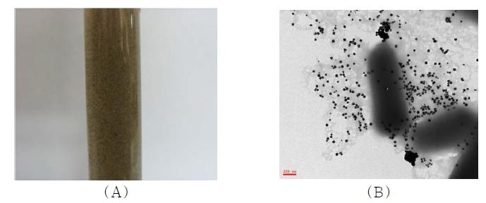 Pt, Pd 혼합 나노입자 흡착실험 후 샘플(A)과 GEB에 흡착된 금속 나노입자의 Bio-TEM 이미지(B)