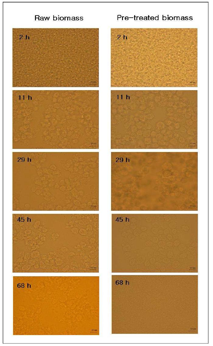 시간에 따른 전처리 전후의 C. glutamicum의 [Emim]acetate로 용해되는 경향관찰 결과