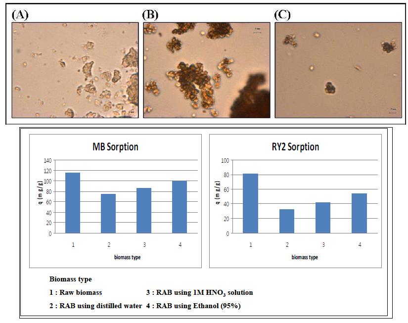 Anti-solvent (증류수 (A), 1 M HNO3 (B), 95% ethanol (C)) 종류에 따라 용출된 RAB의 관찰결과와 각 바이오매스에 대한 흡착성능 결과