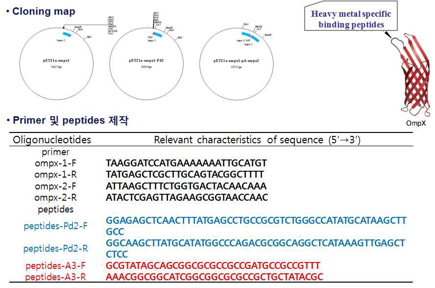 유전자 재조합 생체흡착소재의 cloning map과 사용한 primer 및 peptide