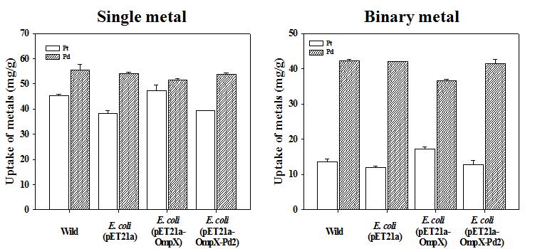 Single metal 조건과 Binary metal 조건에서 수행된 재조합 E. coli 바이오매스의 흡착성능 비교