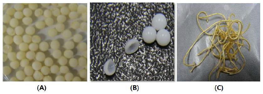 Chitosan을 사용하여 제조한 흡착소재 ((A) bead, (B) capsule, (C) fiber)