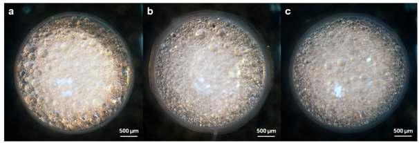 Alamine 336:CMC solution 비율에 따른 alginate capsule (a= 4:1, b= 7:1, c= 9:1)