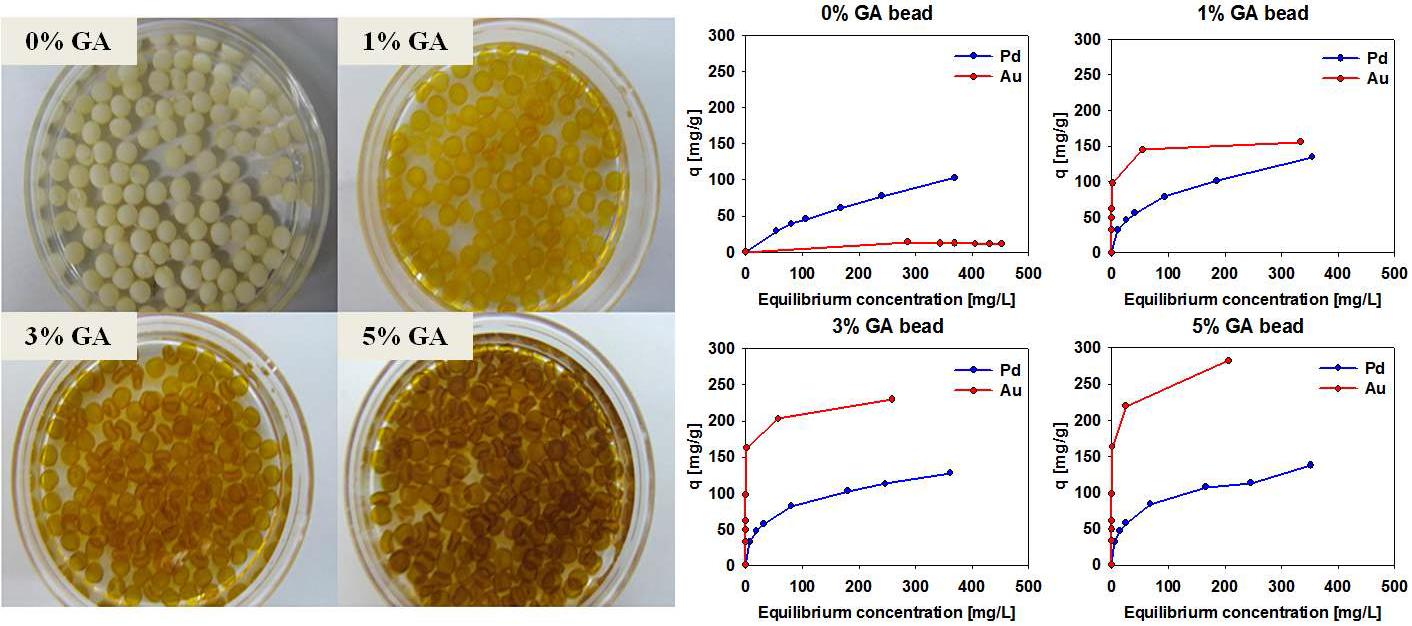 Metal reducing agent인 GA가 코팅된 chitosan bead 사진 (왼쪽)과 Au(III)+Pd(II) 혼합용액에서의 선택적 흡착 (오른쪽)