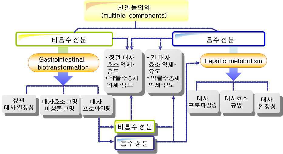 천연물의약의 in vitro 대사 및 약물상호작용 연구 scheme