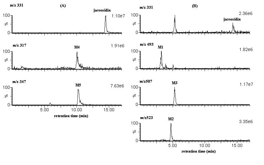 사람 간 microsomes에서 (A) NADPH와 (B) NADPH와 UDPGA 존재 하에서 jaceosidin을 반응 후 얻은 대사물의 SIR chromatogram
