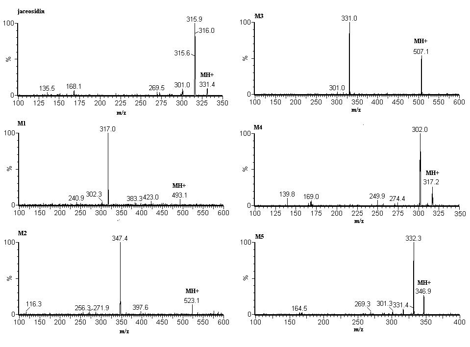 jaceosidin과 대사체의 MS/MS spectra