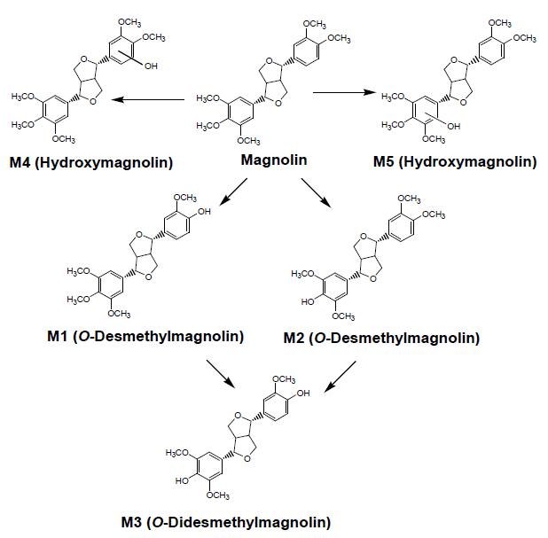 사람 간 microsomes에서 magnolin의 대사 경로