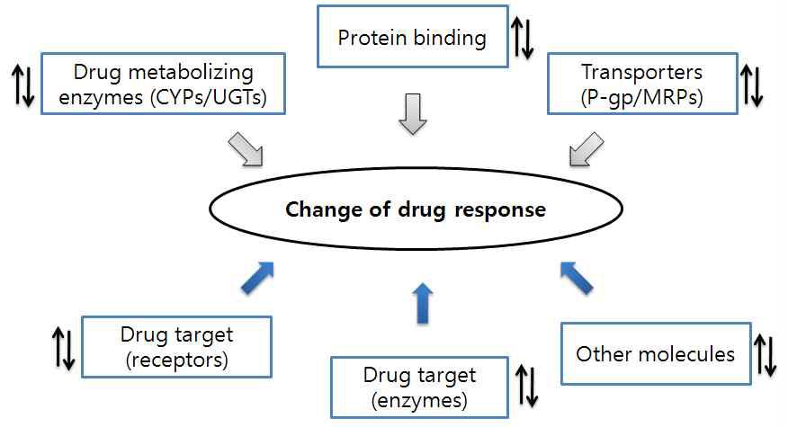 천연물의약과 치료약물간의 상호작용 기전