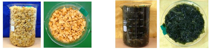 Fig. 3 Photographs of sponge and water brown seaweed samples