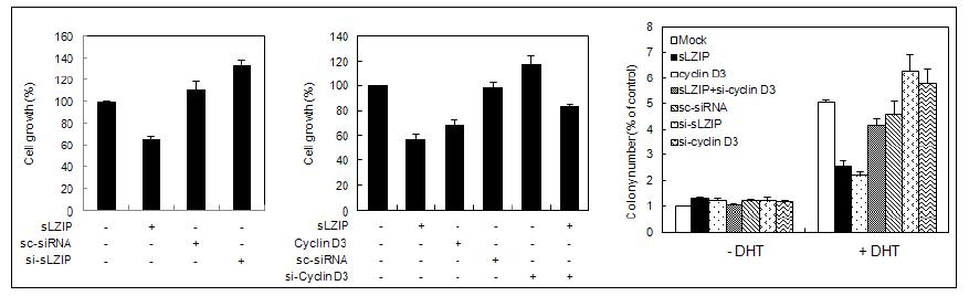 sLZIP이 안드로겐 의존적 전립선암세포의 증식을 억제함.