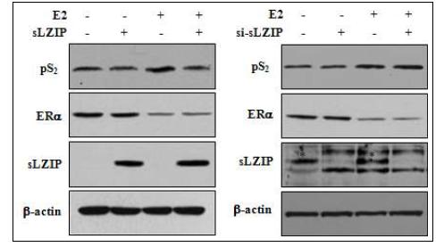 sLZIP이 ERα의 표적유전자 pS2의 발현을 감소시킴.