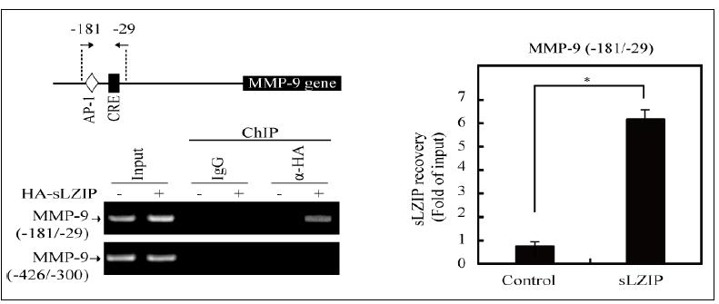 전사인자 sLZIP의 과발현에 의해 MMP-9 프로모터내 CRE부위에 직 접적으로 동원됨을 보여주는 결과